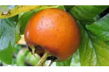 Muşmula Çayı Tarifi Muşmula Çayı Tarifi