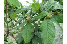 Muşmula Yaprağının Faydaları Nelerdir? Muşmula Yaprağının Faydaları Nelerdir?